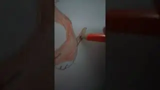 обожаю корги❤