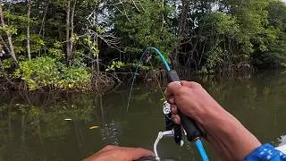 My Big Shrimp Bait Was Caught by a White Snapper