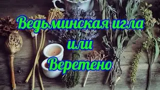 579. Ведьминская  игла или веретено!!!