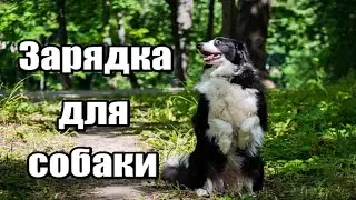 ЗАРЯДКА ДЛЯ СОБАКИ Как поддерживать физическую форму у собаки. Делаем зарядку, разминаем мышцы