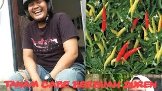 APA BENER ORANG INI TANAM CABE HASILNYA 100JT INI KETERANGAN NYA