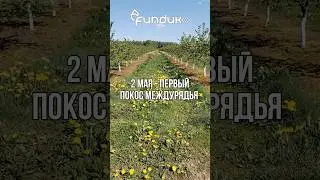 Первый покос междурядья#купить #дача #саженцы #сельскоехозяйство #фундук #nut #hazelnut #бизнес #рек