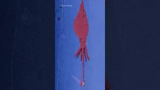 How We Could Film the Colossal Squid