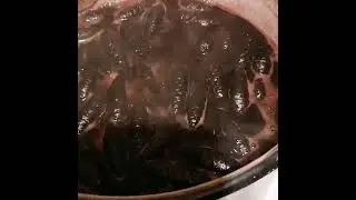 Как я варила морилку из еловых шишек.