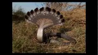 [HD MYSTERY] multiple headed snake