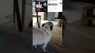 разговор двух псов😅😅