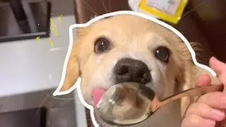 김라떼씨 vlog