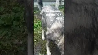 орешки кедровые таська довольна👍👍👍