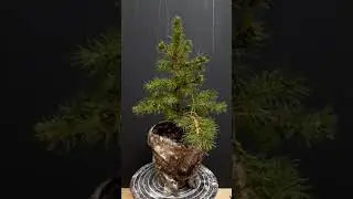 Бонсай ель коника