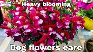 Dog flowers care and propagation