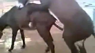 Balıkesirin Çılgın Eşekleri