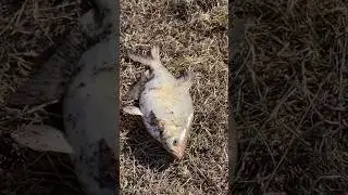 Bream goes to spawn