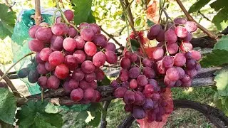 Поздние сорта.Тел,WhatsApp и Viber : 8-918-43-794-43