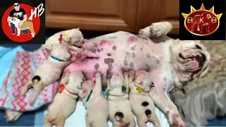 Alimentando a 12 cachorros, Parte#1