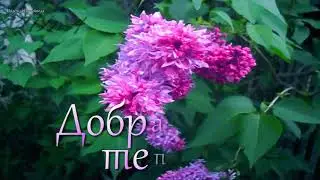 Сиреневый приветик от меня! Пусть чудесным будет настроение всегда...