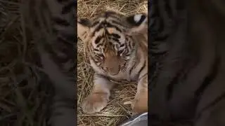 tigers baby #shorts #animals #tiger