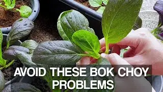 COMMON BOK CHOY PROBLEMS | What to look out for when growing bok choy in the garden