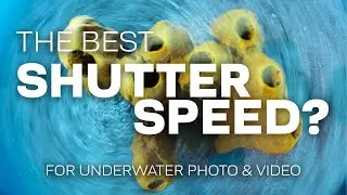 What Is The Best Shutter Speed For Underwater Photography & Video? 