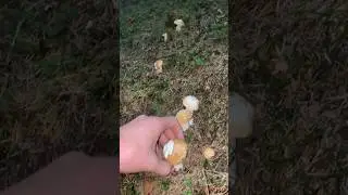Білі гриби Верховини 🍄‍🟫