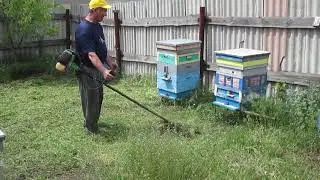 Тест на злобливость пчел