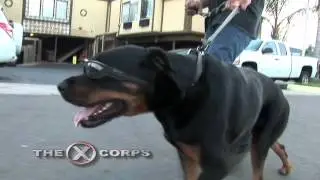 Xcorps DOZER Dog Wears PIVOTHEAD POV Camera