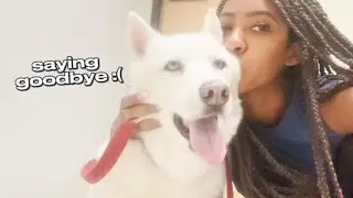 Flashback - Saying Goodbye to my 11 year old Husky :(