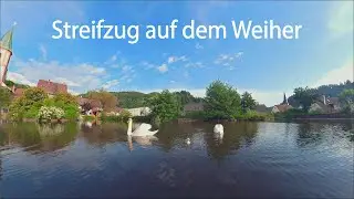 Streifzug auf dem Schwanenweiher