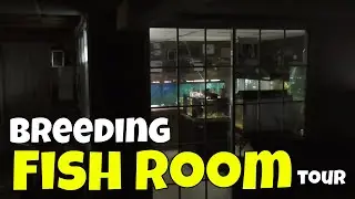 How Being in a Local Fish Club can Influence Your Fish Room