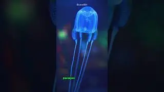 Box Jellyfish: Surviving the World's Most Lethal Sting 