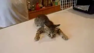 Балаклава-котёнок.