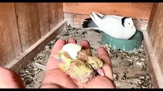 The Emotional Journey of Pigeons from Eggs to Their First Flight! ❤ The Full Story! ❤ #pigeon #pets