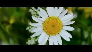 MARGARET FLOWER