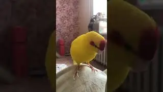 Попугай какарик разговаривает