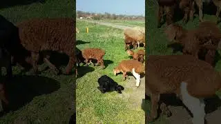 Ягнята 2024г(первая партия) тел. 89064759218