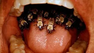 Bees Crawled Out of His Mouth?! 😱🐝【Collection】