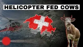 Why Swiss Cows are fed by Helicopter