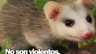 Tlacuache o Zarigüeya. EN PELIGRO DE EXTINCIÓN