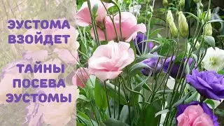 ЭУСТОМА ВЗОЙДЕТ. Тайны посева эустомы