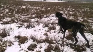 Гретта куропатки  Быстрица 2016-02-28