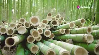Bamboo Bedding: Elevate Your Sleep Experience with Sustainable Luxury