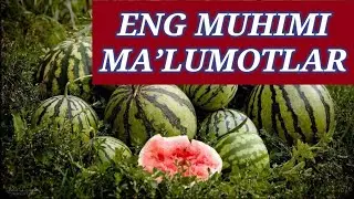 TARVUZ yetishtirish boʻyicha eng muhim maʼlumotlar.