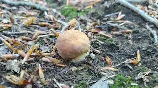 I Primi Porcini - Boletus pinophilus