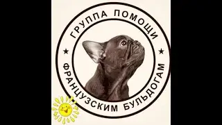 А вы помогаете французским бульдогам?