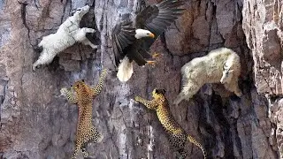 What Happens When 2 Predators Target A Herd Of Mountain Goats Anchored On A Cliff?