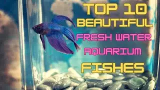 Top 10 Beautiful freshwater aquarium fishes