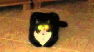 SPOOKY CAT WITH GLOWING EYES - Gary the Tuxedo Cat