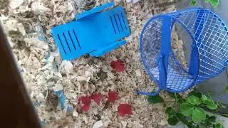 Kandang estetik untuk hamster