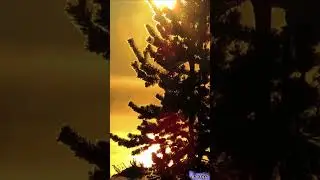 Солнце в сосне