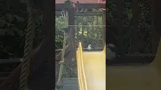Magpie bullying a weaker one