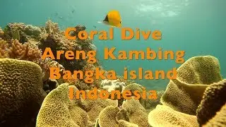 How beautiful are coral reefs at Areng Kambing, Bangka Island, Indonesia?